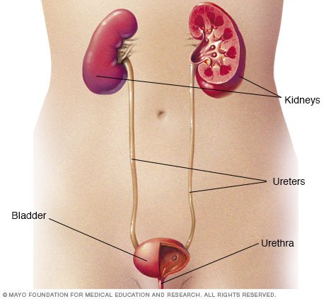 On what side of your body is your kidney located?